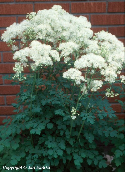 Thalictrum aquilegiifolium 'Album